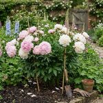 peony